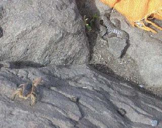 Snake, Pal, Vinnu combine for seven days this year | नाग, पाल, विंचू यंदा सात दिवस एकत्र