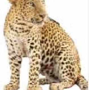 Itolii leopard Jeraband | इटोलीत बिबट्या जेरबंद