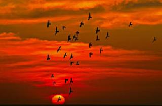 173 species of birds threatened | १७३ पक्ष्यांच्या प्रजाती धोक्यात 173 species of birds threatened | १७३ पक्ष्यांच्या प्रजाती धोक्यात