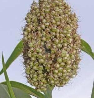 Jowar sowing increased | ज्वारीचा पेरा वाढला Jowar sowing increased | ज्वारीचा पेरा वाढला