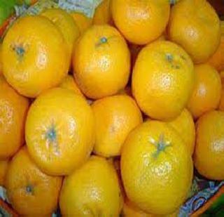Nagpuri stresses growth of orange plantation! | नागपुरी संत्र्याच्या उत्पादनवाढीवर भर! Nagpuri stresses growth of orange plantation! | नागपुरी संत्र्याच्या उत्पादनवाढीवर भर!