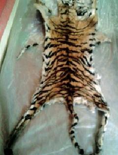 The smugglers with the skin of Tiger were arrested | वाघाच्या कातडीसह तस्करांना अटक The smugglers with the skin of Tiger were arrested | वाघाच्या कातडीसह तस्करांना अटक