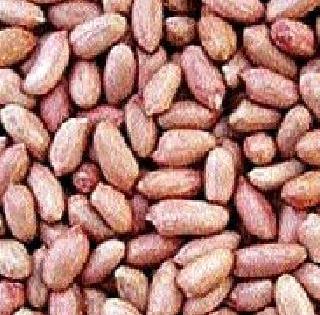 Peanuts-Sabudana rose! | शेंगदाणा-साबुदाणा वधारला!