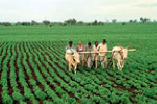 Special campaign for crop insurance scheme! | पीक विमा योजनेसाठी विशेष मोहीम!