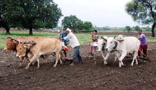 Crop planning slowdown, the area also declined | पीक नियोजन ढेपाळले, क्षेत्रही घटले