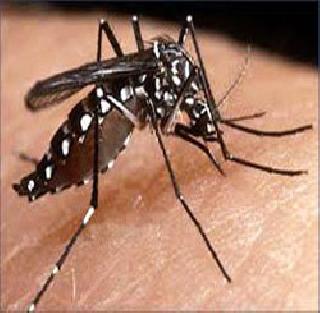 Dengue eruption in the city | शहरात डेंगीचा उद्रेक