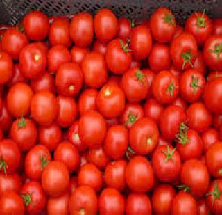 24 Thousand tomatoes stolen | 24 हजारांचे टोमॅटो चोरीला