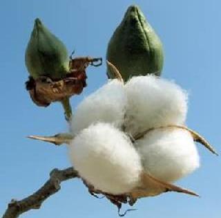 Kapashi, Soya bean, unknown disease | कपाशी, सोयाबीनवर अज्ञात रोग