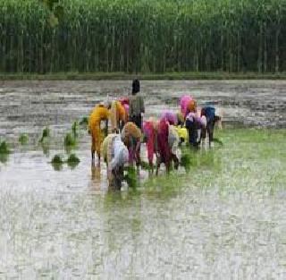 Possibility of decreasing rice production? | भाताचे उत्पादन घटण्याची शक्यता ? Possibility of decreasing rice production? | भाताचे उत्पादन घटण्याची शक्यता ?