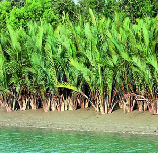 Carbon absorption capacity of mangroves decreased | खारफुटीची कार्बन शोषण्याची क्षमता घटली Carbon absorption capacity of mangroves decreased | खारफुटीची कार्बन शोषण्याची क्षमता घटली