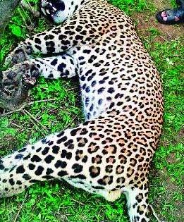 Dead Leopards found in Nalwadi Shivar | नळवाडी शिवारात आढळला मृत बिबट्या Dead Leopards found in Nalwadi Shivar | नळवाडी शिवारात आढळला मृत बिबट्या
