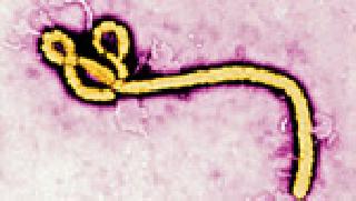 Ebola spread out! | इबोला पसरला वटवाघुळातून! Ebola spread out! | इबोला पसरला वटवाघुळातून!