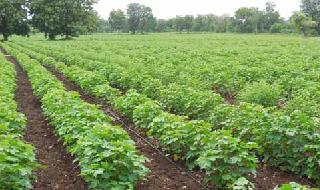 Preferred to cotton farmers even after the rain delay | पावसाच्या विलंबानंतरही शेतकर्‍यांचे कापसालाच प्रधान्य