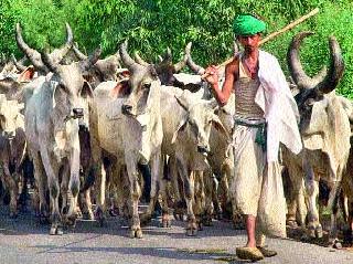 गायी चोरणाऱ्यांचा धुमाकूळ