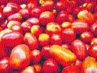 Tomato blossomed in the face of growers | टमाटा उत्पादकांच्या चेहऱ्यावर आली लाली Tomato blossomed in the face of growers | टमाटा उत्पादकांच्या चेहऱ्यावर आली लाली