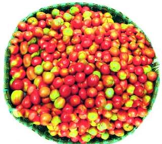 Tomato cheaper than demand decreases | मागणी घटल्याने टमाटा स्वस्त Tomato cheaper than demand decreases | मागणी घटल्याने टमाटा स्वस्त