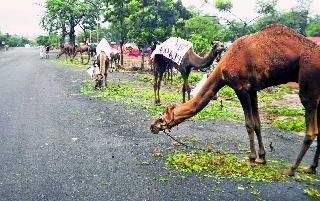 Fetch Lent: | उंटांना मिळाली विश्रांती : Fetch Lent: | उंटांना मिळाली विश्रांती :