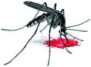 Signs of epilepsy dengue fever | नांदगावी डेंग्यूच्या उद्रेकाची लक्षणे Signs of epilepsy dengue fever | नांदगावी डेंग्यूच्या उद्रेकाची लक्षणे