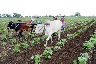 Start of farming | शेती मशागतीला सुरूवात