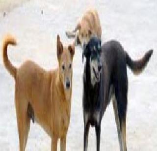 Pale dogs in pan | पालीमध्ये पिसाळलेल्या कुत्र्यांची दहशत Pale dogs in pan | पालीमध्ये पिसाळलेल्या कुत्र्यांची दहशत