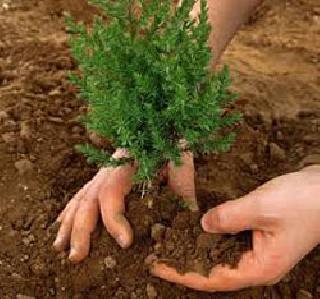 Celebrate Vanamahotsav by social forestry | सामाजिक वनीकरणातर्फे वनमहोत्सव साजरा Celebrate Vanamahotsav by social forestry | सामाजिक वनीकरणातर्फे वनमहोत्सव साजरा