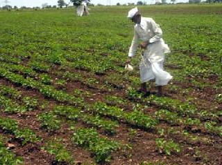 Flooded grounds for flattened crops! | कोमेजलेल्या पिकांना घोटभर पाण्याचा आधार! Flooded grounds for flattened crops! | कोमेजलेल्या पिकांना घोटभर पाण्याचा आधार!
