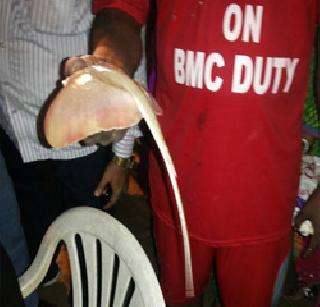 Be careful! Before the Ganapati, the poisonous jelly fish panic | सावधान ! ऐन गणपतीपूर्वी विषारी जेली फिशची दहशत Be careful! Before the Ganapati, the poisonous jelly fish panic | सावधान ! ऐन गणपतीपूर्वी विषारी जेली फिशची दहशत