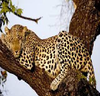 Dive into National Park | राष्ट्रीय उद्यानात बिबट्यांना मोकळीक Dive into National Park | राष्ट्रीय उद्यानात बिबट्यांना मोकळीक