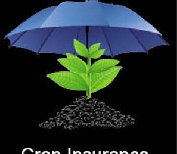 31 percent of the beneficiaries claim the insurance plan! | ३१ टक्के लाभार्थींंना विमा योजनेची हुलकावणी! 31 percent of the beneficiaries claim the insurance plan! | ३१ टक्के लाभार्थींंना विमा योजनेची हुलकावणी!