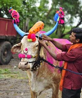 Vidarbha farmland has 18 lakh bulls on its shoulders | विदर्भाची शेती १८ लाख बैलांच्या खांद्यावर