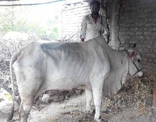 Bada got rid of the wounded bull from Ubai | मायेच्या उबेतून जखमी वळूला मिळाले जीवदान Bada got rid of the wounded bull from Ubai | मायेच्या उबेतून जखमी वळूला मिळाले जीवदान