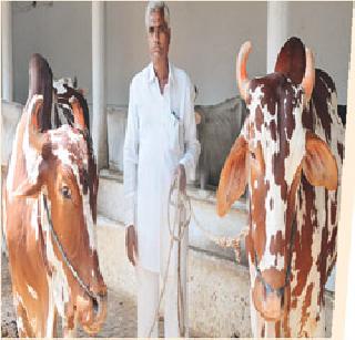 Three acres of land reserved for Sarja-Raja are reserved | सर्जा-राजासाठी तीन एकर शेत राखीव Three acres of land reserved for Sarja-Raja are reserved | सर्जा-राजासाठी तीन एकर शेत राखीव