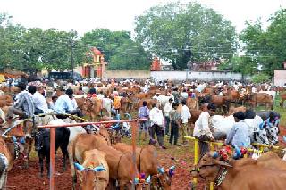 Participation of 80 thousand bullocks | वाईत ८० हजार बैलजोड्यांचा सहभाग Participation of 80 thousand bullocks | वाईत ८० हजार बैलजोड्यांचा सहभाग