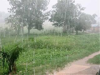 Heavy rain in Akola district; Sanjivani for the crops | अकोला जिल्हय़ात दमदार पाऊस; पिकांना संजीवनी