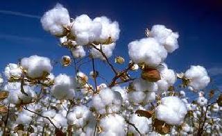 Soybean, Copper Risk | सोयाबीन, कपाशी धोक्यात Soybean, Copper Risk | सोयाबीन, कपाशी धोक्यात