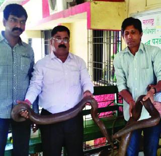 Gang-racket gang | मांडूळ तस्करी करणारी टोळी गजाआड Gang-racket gang | मांडूळ तस्करी करणारी टोळी गजाआड