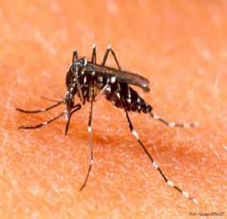 Pune Phanfanle dengue | पुणे फणफणले डेंग्यूने