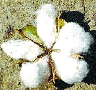 Increase in cotton area in the eastern part of Sinnar | सिन्नरच्या पूर्व भागात कापूस क्षेत्रात वाढ