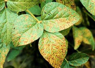 Soybean fell yellow! | सोयाबीन पडले पिवळे! Soybean fell yellow! | सोयाबीन पडले पिवळे!