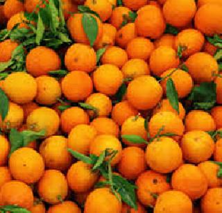 Vidarbha's orange blisters continue to leak | विदर्भातील संत्रा बहराला गळती सुरूच Vidarbha's orange blisters continue to leak | विदर्भातील संत्रा बहराला गळती सुरूच