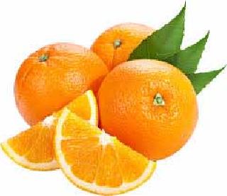 Vidarbha's orange outbreak leakage! | विदर्भातील संत्रा बहराला गळती सुरूच! Vidarbha's orange outbreak leakage! | विदर्भातील संत्रा बहराला गळती सुरूच!