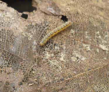 Proliferation of pests on millions of hectares | लाखो हेक्टरवरील सागवानवर किडींचा प्रादुर्भाव Proliferation of pests on millions of hectares | लाखो हेक्टरवरील सागवानवर किडींचा प्रादुर्भाव