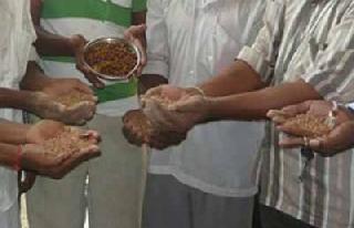 Germinated on school nutrition | शालेय पोषण आहारात निघाले किडलेले धान्य Germinated on school nutrition | शालेय पोषण आहारात निघाले किडलेले धान्य