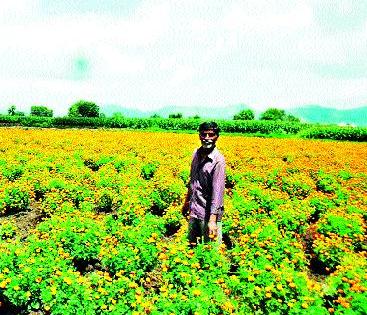 Marigold farming in Kalwan taluka ... | कळवण तालुक्यात झेंडूची शेती बहरली...