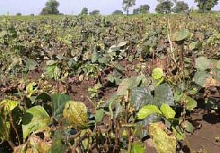 On the way of the crop being destroyed | पीक नष्ट होण्याच्या मार्गावर