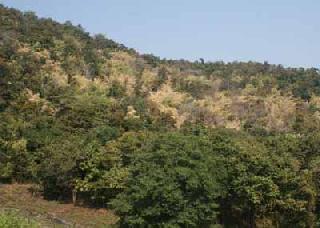 Now all the forests in the state are susceptible | आता राज्यातील सर्वच जंगल अतिसंवेदनशील