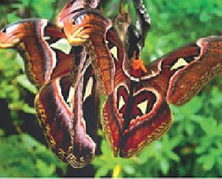 A pair of rare moths that produce silk have been found | रेशीम निर्माण करणा-या दुर्मीळ पतंगांची जोडी आढळली