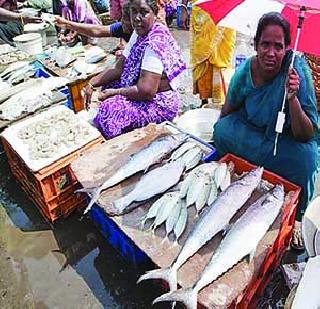 Fishery in Palghar is huge | पालघरमध्ये मासळी प्रचंड कडाडली Fishery in Palghar is huge | पालघरमध्ये मासळी प्रचंड कडाडली