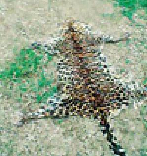 Again a leopard's skin was found | पुन्हा एका बिबट्याचे चामडे सापडले Again a leopard's skin was found | पुन्हा एका बिबट्याचे चामडे सापडले
