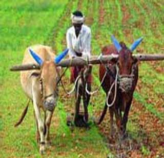 Agriculture Department's Planning 'Fail'! | कृषी विभागाचे नियोजन ‘फेल’!